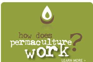 how does permaculture work?